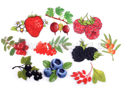 Ягоды (демонстрационный материал, фетр) Ягоды (демонстрационный материал, фетр)