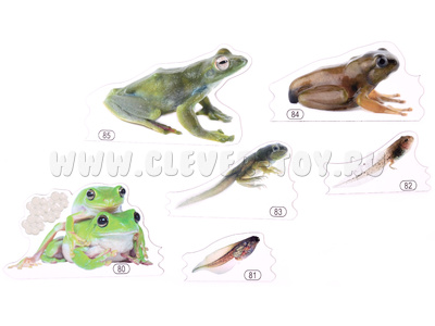 Набор магнитных карточек Метаморфозы лягушки (к плакату Водоём, тема 5)