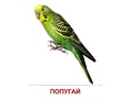 Демонстрационные картинки СУПЕР в папке. Птицы домашние и декоративные (16 шт.)
